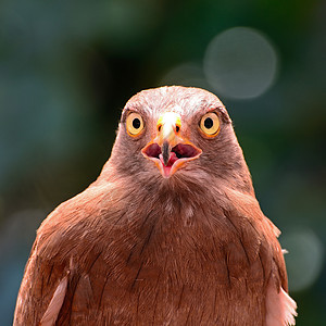 鲁富翼的巴扎德荒野棕翅棕色黑色猎物动物鸟类野生动物图片