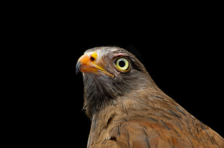 鲁富翼的巴扎德动物猎物棕色黑色鸟类荒野棕翅野生动物图片
