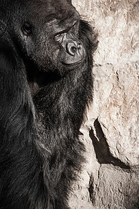 男性大猩猩脸部肖像鬼脸森林支配鼻孔荒野嘴唇动物灵长类公园首席图片