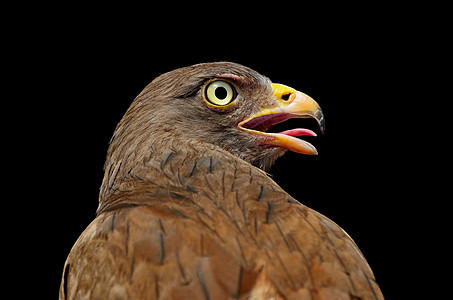 鲁富翼的巴扎德野生动物猎物黑色棕色动物荒野棕翅鸟类图片