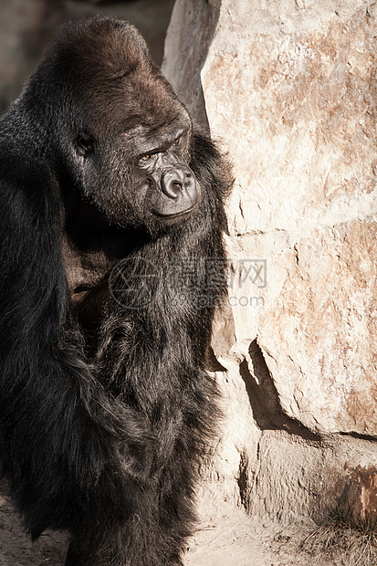 男性大猩猩脸部肖像眼睛鼻孔红宝石领导者鼻子鬼脸嘴唇支配动物危险图片