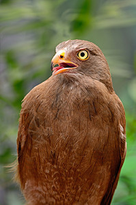 鲁富翼的巴扎德动物野生动物棕色鸟类荒野棕翅黑色猎物图片