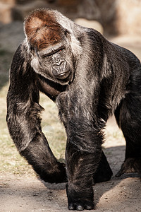 男性大猩猩脸部肖像俘虏鼻子危险动物园支配野生动物领导者动物首席强光图片