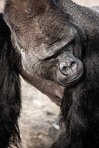 男性大猩猩脸部肖像老板眼睛强光嘴唇鬼脸公园支配灵长类银背红宝石图片