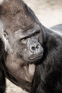 男性大猩猩脸部肖像鼻子俘虏银背眼睛嘴唇哺乳动物原始人红宝石动物首席图片