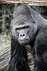 男性大猩猩脸部肖像动物俘虏原始人公园老板嘴唇支配动物园头发领导者图片