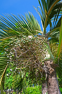 带水果的椰枣树背景图片