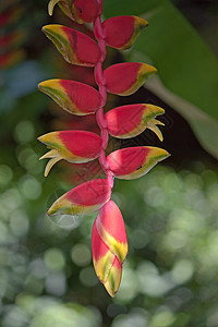 花朵旅行热带花园植物群植物学图片
