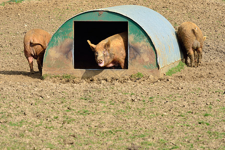 猪在家里的猪背景图片
