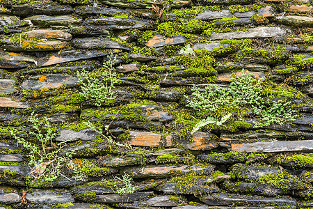 有绿苔的石墙花园绿色建筑学石头灰色地衣苔藓植物栅栏岩石图片