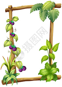 木板与藤树植物绘画藤蔓紫色装饰品广告艺术水果角落长方形边缘图片