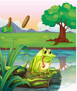 一只孤独的青蛙 在木头上方 有藻类图片