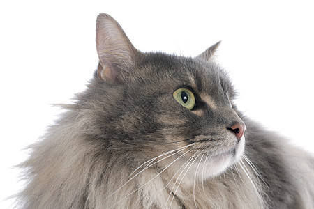 百日猫眼睛绿色动物工作室宠物灰色图片