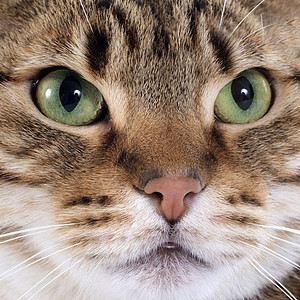 养猫眼睛工作室绿色豹纹宠物警觉棕色动物图片