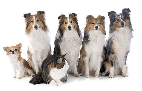狗和猫陨石团体棕色动物白色工作室宠物犬类牧羊犬灰色图片