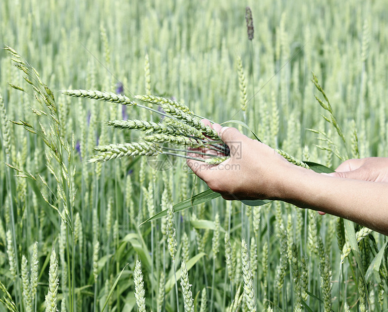 小麦耳朵妇女手场地手指粮食收成农场种子生长谷物女士食物图片