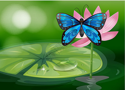 一只蓝蝴蝶和池塘的粉红色花朵图片