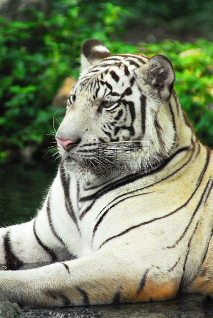 白老虎被囚禁的野生生命拍摄舌头白色动物群毛皮动物园捕食者动物野生动物图片