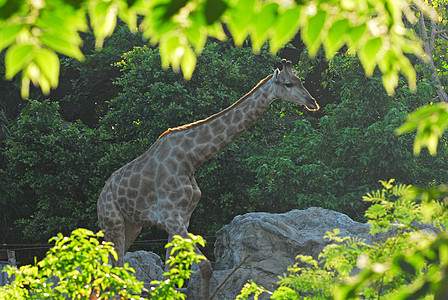 动物园的长颈鹿叶子动物群脖子哺乳动物牙套鼻子食草衬套动物皮肤图片