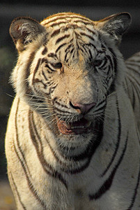 白老虎被囚禁的野生生命拍摄毛皮动物园动物野生动物捕食者动物群白色舌头图片