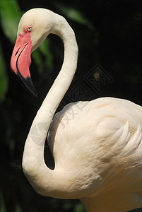 粉红色火烈鸟头的详情羽毛热带粉色荒野动物群野生动物红色脖子橙子动物图片
