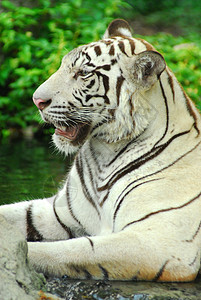 白老虎被囚禁的野生生命拍摄动物动物群毛皮白色动物园野生动物舌头捕食者图片