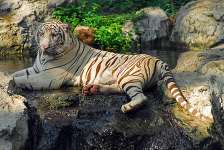 白老虎被囚禁的野生生命拍摄舌头动物动物园野生动物白色毛皮动物群捕食者图片
