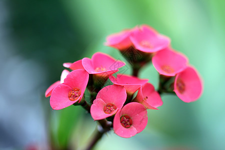 小红花绿色花束花园植物植物群园艺礼物花瓣叶子橙子图片