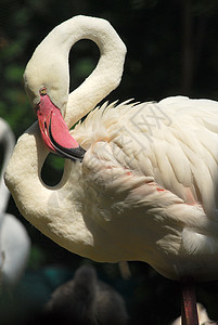 粉红色火烈鸟头的详情红色动物热带橙子羽毛白色粉色脖子荒野动物群图片