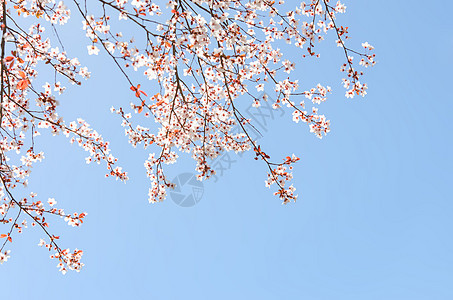 樱桃树的春开花枝图片