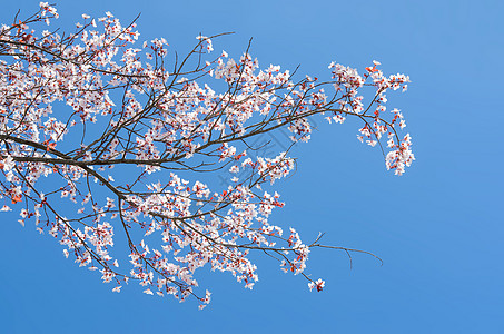 樱桃树春分枝时闪烁图片