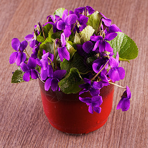 紫花绿色植物植物学紫色兰花花束花瓣木头蓝色植物群图片