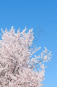 春花樱桃树 与明蓝的天空对立图片