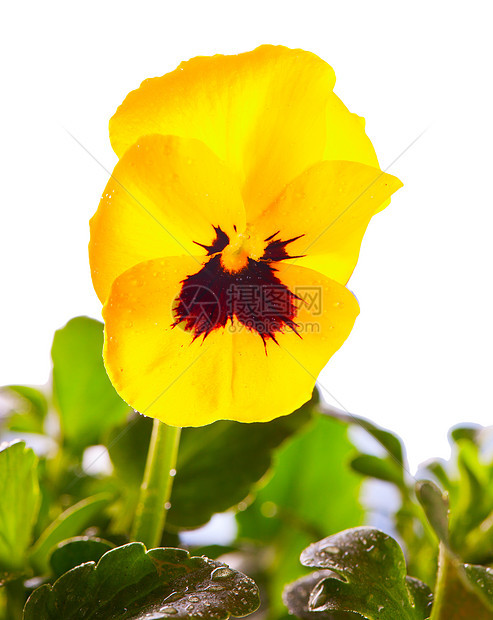 黄色紫色兰花花束植物学花瓣中提琴花朵木头白色蓝色绿色图片