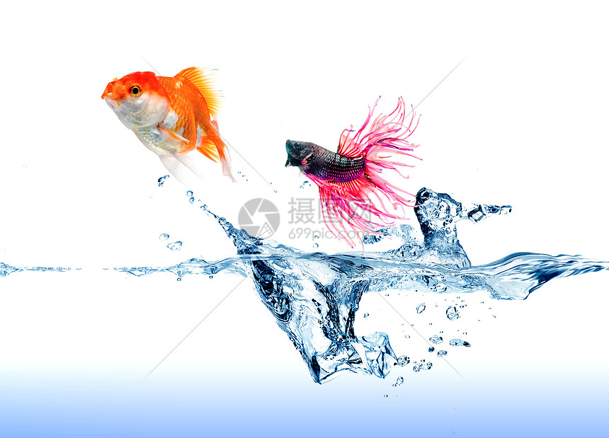 白鱼追着金鱼跑的一只暹罗打架鱼幸福动物飞溅单眼皮宠物行动液体喷涂游泳热带鱼图片