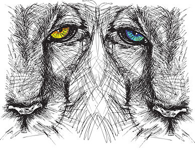 亲手画出一头狮子的拼图 盯着摄像头看野生动物母狮动物鬃毛眼睛草图荒野头发插图捕食者图片
