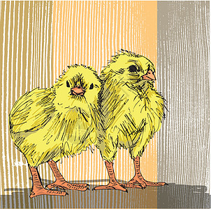 手画鸡的草图生物插图家畜孵化小鸡婴儿翅膀生活宠物羽毛设计图片