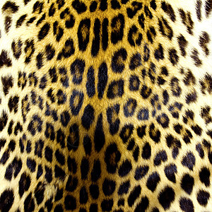 豹皮皮肤纹理动物园斑点动物橙子皮革装饰外套宏观毛皮织物图片