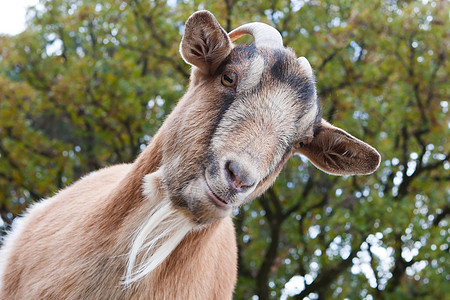 Billy Goat 纵向除草机耳朵食草者动物牧场农田胡子家畜孩子农场图片