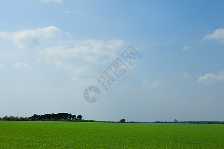 新的绿麦田谷物场地乡村农业生态地平线天空种植栽培风景图片