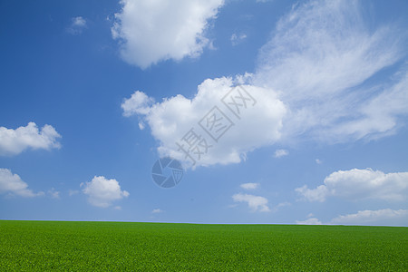 新的绿麦田栽培生态风景场地农业乡村天空种植蓝色玉米图片