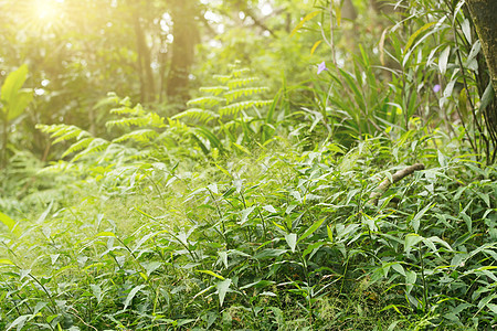 春季风景阳光宏观季节植物群草本植物生活花园植物叶子树叶图片