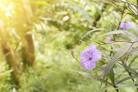 春季风景公园植物群晴天阳光环境场地草本植物草地植物学宏观图片