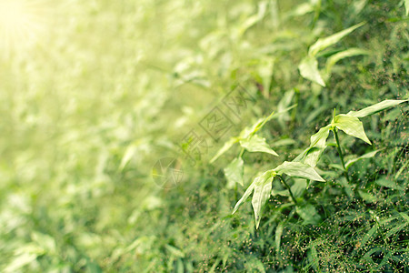 春季风景植物季节阳光森林场地宏观树叶生活植物学花园图片