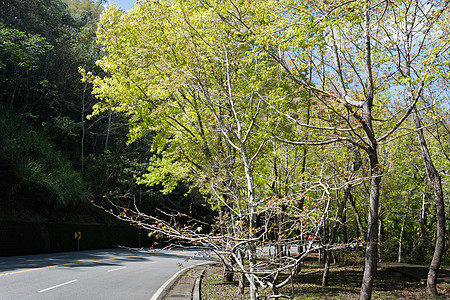 春天的绿树与道路树木场景风景场地旅游旅行季节蓝色太阳国家图片