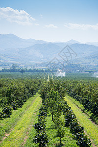 Thanatorn橙色农场位于泰国清迈果园树木收成场地水果种植园生长晴天花园叶子图片