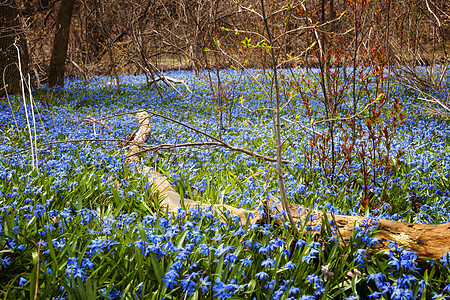 春天蓝色花朵的光荣树叶农村生长场地树木甲壳虫地面草地森林荣耀图片