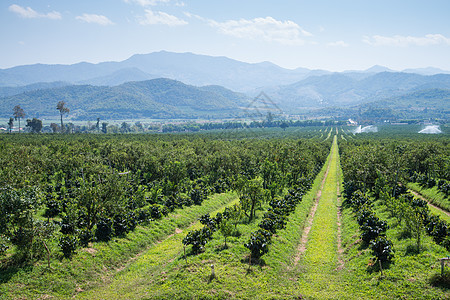 Thanatorn橙色农场位于泰国清迈叶子果园场地生长生产热带晴天环境水果植物图片