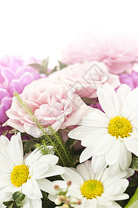 花束花紫色妈妈们植物群白色粉色植物雏菊玫瑰图片