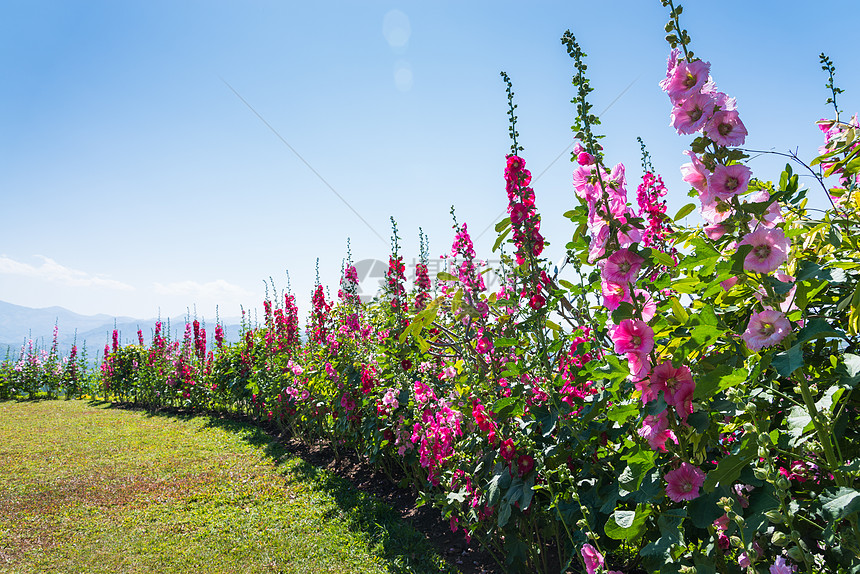 哈勒霍克花的田地图片